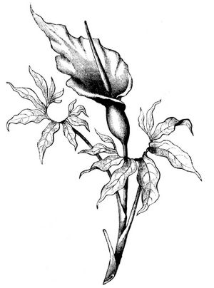 Arum dracunculus (Schlangenkraut).