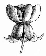 Fig. 1. Blüte von Asclepias Cornuti.
