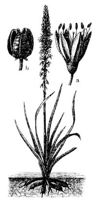 Asphodelus albus. a Blüte, b Frucht.