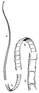 Fig. 1. Vier Stücke des gemeinen Bandwurmes (Taenia solium). a Kopf, b Glieder. Natürliche Größe.