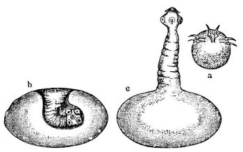 Fig. 3. Entwickelung von Taenia solium. a Embryo mit den Haken, b Finne mit eingestülptem, e mit ausgestülptem Kopfe. Vergrößert.