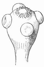 Fig. 4. Kopf von Taenia solium. Vergr.