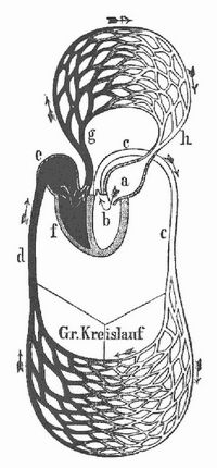 Schema des Blutkreislaufs. a) linke, e) rechte Vorkammer; b) linke, f) rechte Herzkammer; c) Aorta, d) Hohlvene, g) Lungenarterie, h) Lungenvene.