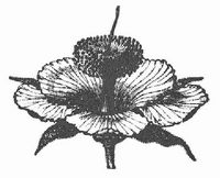 Blüte von Adansonia.