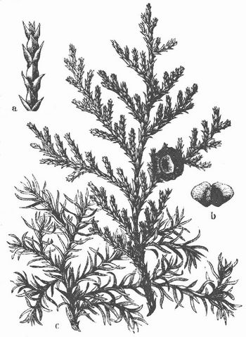 Chamaecyparis pisifera, Zweig mit Zapgen. a) Zweigstück, b) Same, c) Jugendform C. pisifera squarrosa.