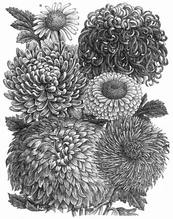Varietäten von Chrysantemum indicum. a Stammform