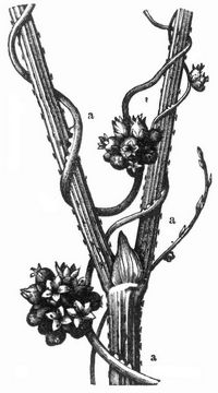 Fig. 2. Cuscuta europaea, auf Hopfen schmarotzend.