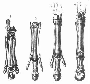 Hinterfüße von: 1. Palaeotherium, 2. Anchitherium, 3. Hipparion, 4. Equus.