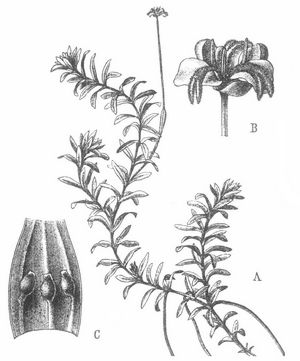 Elodea canadensis. A Zweig einer blühenden weiblichen Pflanze, B weibliche Blüte, C aufgeschnittene Frucht.