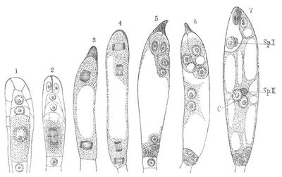 Fig. 1. Innere Partie der Samenknospe von Monotropa mit Embryosackzelle und zwei Schwesterzellen derselben. – Fig. 2. Ein ähnlicher Zustand von Monotropa wie Fig. 1, aber mit einem in Teilung begriffenen Embryosackskern. – Fig. 3. Embryosack von Monotropa mit zwei in Teilung begriffenen Zellkernen. – Fig. 4. Embryosack von Monotropa mit vier in Teilung begriffenen Zellkernen. – Fig. 5. Embryosack von Monotropa, der den Eiapparat und die Gegenfüßlerzellen angelegt hat. – Fig. 6. Ausgebildeter Embryosack von Monotropa, in dem die freien Kerne noch nicht verschmolzen sind. – Fig. 7. Embryosack von Monotropa mit Zentralkern und den zwei Spermakernen Sp.