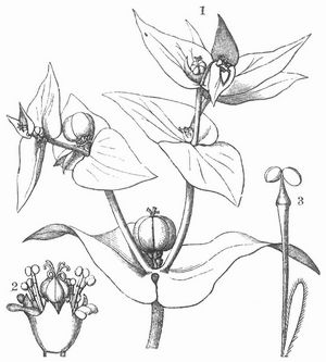 Fig. 1. Zweig der Wolfsmilch (Euphoria Lathyris L.). Fig. 2. Einzelner Blütenstand mit becherförmigem Involukrum. Fig. 3. Einzelne männliche Blüte.
