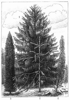 Fichtenformen. 1 Hängefichte (Picea excelsa Lk. lusus viminalis Casp.). – 2 Schlangenfichte (P. excelsa Lk. lusus virgata Jacques et Casp.). – 3 u. 4. Trauerfichte (P. excelsa Lk. lusus pendula Jacques et Hérincq).