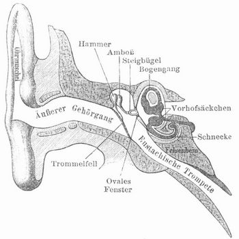 Fig. 1. Durchschnitt des Gehörorgans.