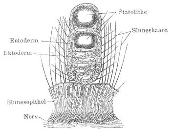 Fig. 3. Hörkölbchen von Cunina (Meduse).