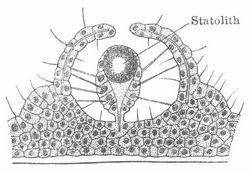 Fig. 4. Statocyste, Hörgrube von Rhopalonema (Meduse).