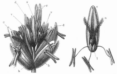 Fig. 1. Ein Ährchen vom Weizen. 2. Einzelne Blüte vom Weizen. h Die Hüllspelzen, d Deckspelzen, v Vorspelzen, n Narben, l Blütenschüppchen (lodiculae), r oberste Deckspelzen, in deren Achsel keine Blüten mehr gebildet werden.