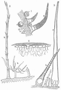 Verschiedene Pflanzenhaarformen. Fig. 1. Haare vom Blatt einer Labiate: a kegelförmiges, zusammengesetztes Haar, b gestieltes Kopfhaar, c sitzendes Kopfhaar (Drüsenhaar). – Fig. 2. Haare von Cajophora: a Brennhaar, b und c mit Stacheln verschiedener Form besetzte Haare, d Kopfhaar. – Fig. 3. Haare von Hieracium: a fadenförmige Zotte, b mehrzelliges Sternhaar, c kopfige Zotte. – Fig. 4. Spindelhaar von Cheiranthus. In allen Figuren bedeutet e die Epidermis des Pflanzenteils, der die Haare trägt.
