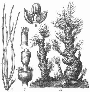 Saksaul (Haloxylon Ammodendron). A ganze Pflanze, B Zweig, C blühende Zweigspitze, D Blüte, E Narben.