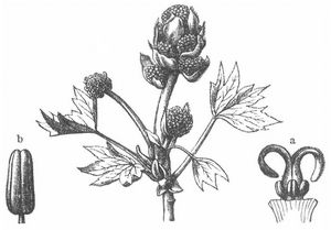 Blütenzweig von Liquidambar mit männlichen und weiblichen Blüten. a Narbe und abortierte Antheren, b Anthere.