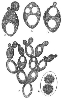 Zellen der Bierhefe (Saccharomyces cerevisiae). a Einzelne Hefezelle, b Hefezelle mit Anfang der Sproßbildung, c Nebenzelle, die neben der erstentwickelten Sproßzelle eine zweite angelegt hat, d Sproßkolonie, e Hefezelle mit Sporenbildung.