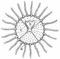 Fig. 2. Freischwimmende, aber noch unreife Meduse der Obelia, von unten. Vergr. a Hörbläschen, b der beiseite geklappte Magen, c Schirm.