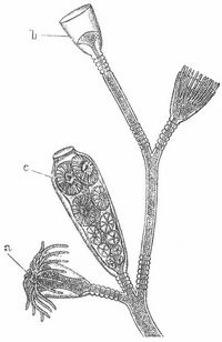 Fig. 1. Zweig eines Stockes von Obelia gelatinosa. Vergr. a Mund, b horniges Gehäuse, c junge Medusen.