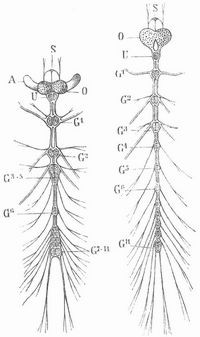 Fig. 6. Nervensystem eines Käfers (links) und seiner Larve (rechts.) S. Stirnganglien, A Augenganglien, O Gehirn (Oberschlundganglion), U Unterschlundganglion, G1–11 Ganglien des Bauchstranges.