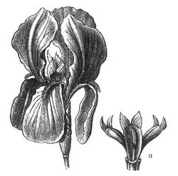 Blüte von Iris. a Die obere Hälfte der Perigonröhre mit den drei blumenblattartigen Narben.