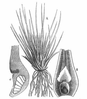 Brachsenkraut (Isoetes lacustris). A Ganze Pflanze (1/2 natürliche Größe). B Blattgrund mit dem Sporangium am Grund und darüber befindlichem Blatthäutchen. C Längsschnitt des Blattgrundes mit dem gekammerten Sporangium.