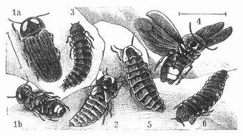 Fig. 1–3. Kleines, 4–6 großes Johanniswürmchen. 1a, b, 4 Männchen; 2,5 Weibchen; 3,6 Larve.