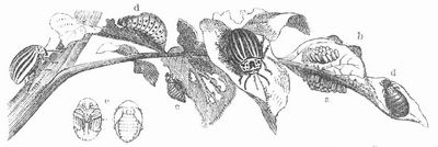 Kartoffelkäfer (Leptinotarsa decemlineata). a Eier, b-d Larve, e Puppe.