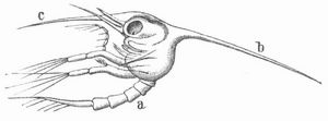 Zoea einer Krabbe, von der Seite; stark vergrößert. a Schwanz, b Rückenstachel, c Stirnstachel.