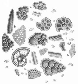 Mikroskopische Ansicht der weißen Schreibkreide. a Foraminiferen, b Bryozoen, c Kokkolithen.