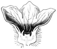 Fig. 1. Männliche Blüte der Melone.