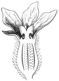 Fig. 2. Weibliche Blüte der Melone.