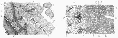 Fig. 1. Leberzellen, Gallen- und Blutkapillaren. – Fig. 2. Links Gefäßnetz, rechts Zellstränge.