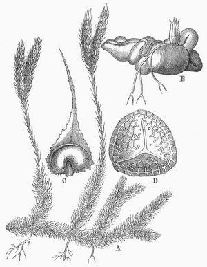 Bärlapp (Lycopodium). A Zweig von L. clavatum B Vorkeim von L. annotinum, C Fruchtblatt mit geöffnetem Sporangium, D Spore; stark vergrößert.