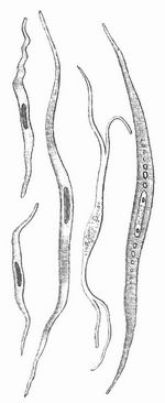 Fig. 1. Glatte Muskelzellen.