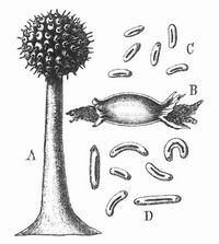 Chondromyces apiculatus. A entwickelter Cystenträger; B keimende Cyste; C Cyste im Dauerzustand; D Bakterien. Stark vergrößert.