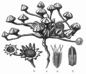Odontospermum pygmaeum. a Trockne Pflanze, b Blüte, c Frucht, d Same.