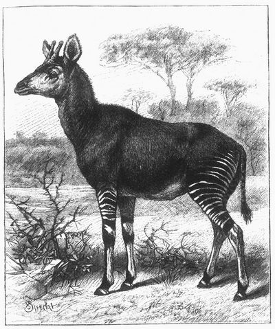 Okapi (Ocapia Johnstoni Ray Lankaster).