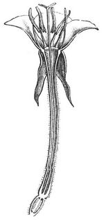 Blüte von Oenothera. Durchschnitt.