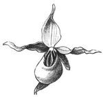 Fig. 1. Blüte von Cypripedium.