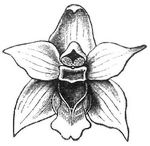 Fig. 2 Blüte von Epipactis.