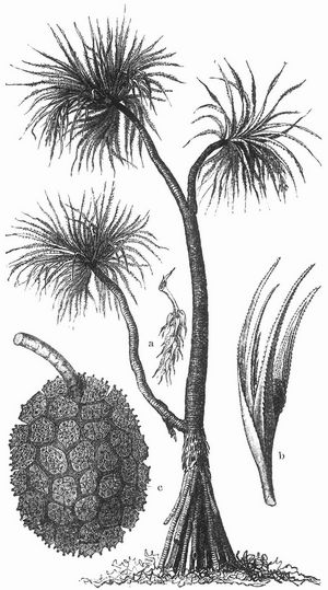 Pandanus odoratissimus (Schraubenbaum). a Männlicher, b weiblicher Blütenstand, c Frucht.