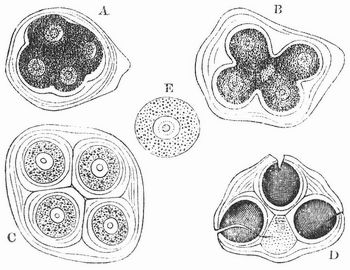 Fig. 1. Entwickelung der Pollenkörner von Althaea rosea.