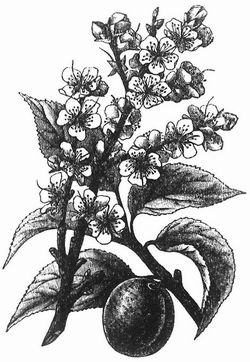 Prunus Mume (Mumebaum).