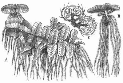 Salvinia natans. A Ganze Pflanze. B Stück des Stengels, oben mit zwei Luftblättern, unten mit dem wurzelähnlichen Wasserblatt und einigen Sporenfrüchten. C Zwei Sporenfrüchte längs durchschnitten, die obern mit Makrosporangien, die untern mit Mikrosporangien.