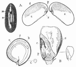 Fig. 1. A Same von Phaseolus multiflorus, ganz und halbiert (natürl. Größe). B Same des Maises, durchschnitten. C Same der Kornrade, durchschnitten (vergrößert).