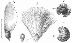 Fig. 2. A Geflügelter Same der Fichte. b Same der Zitterpappel mit Haarschopf (abgelöst). C Geflügelter Same von Lepigonum marginatum. D Same des Mohns (vergrößert).